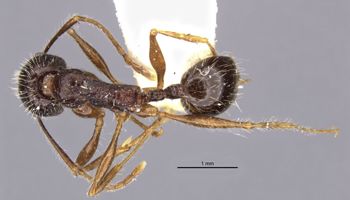 Media type: image;   Entomology 30825 Aspect: habitus dorsal